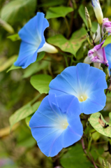 白野江植物公園