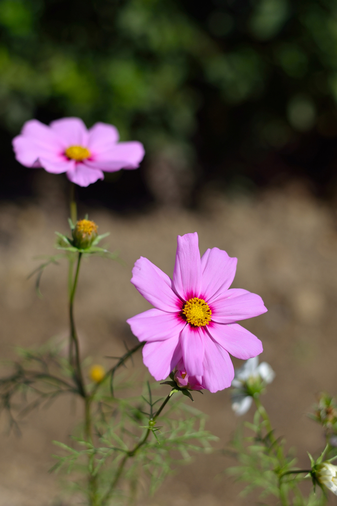 白野江植物公園