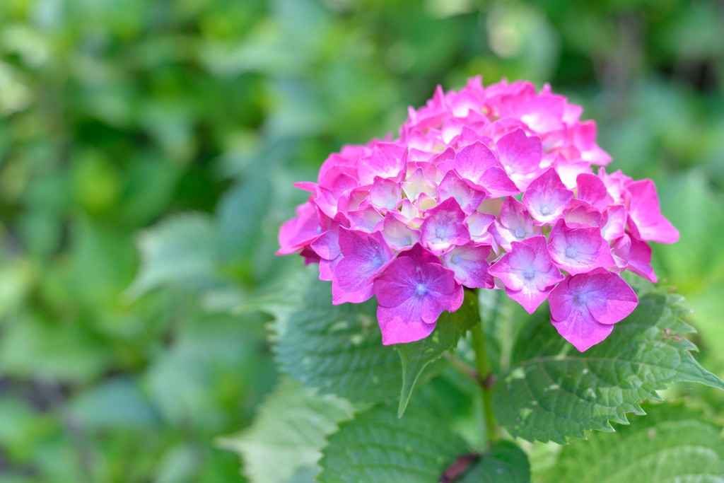 高塔山公園　アジサイ