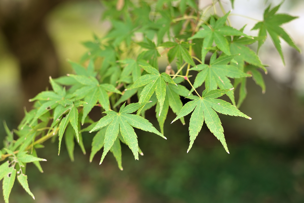 白野江植物公園