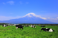 富士と牛たち
