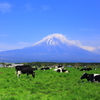 富士と牛たち
