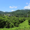 田舎の緑