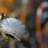 霜の花。