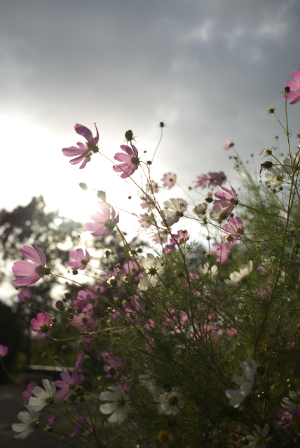 秋空と秋桜