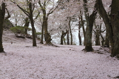 さくらのじゅうたん