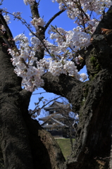 高田公園