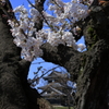 高田公園