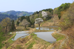 棚田のさくら-1