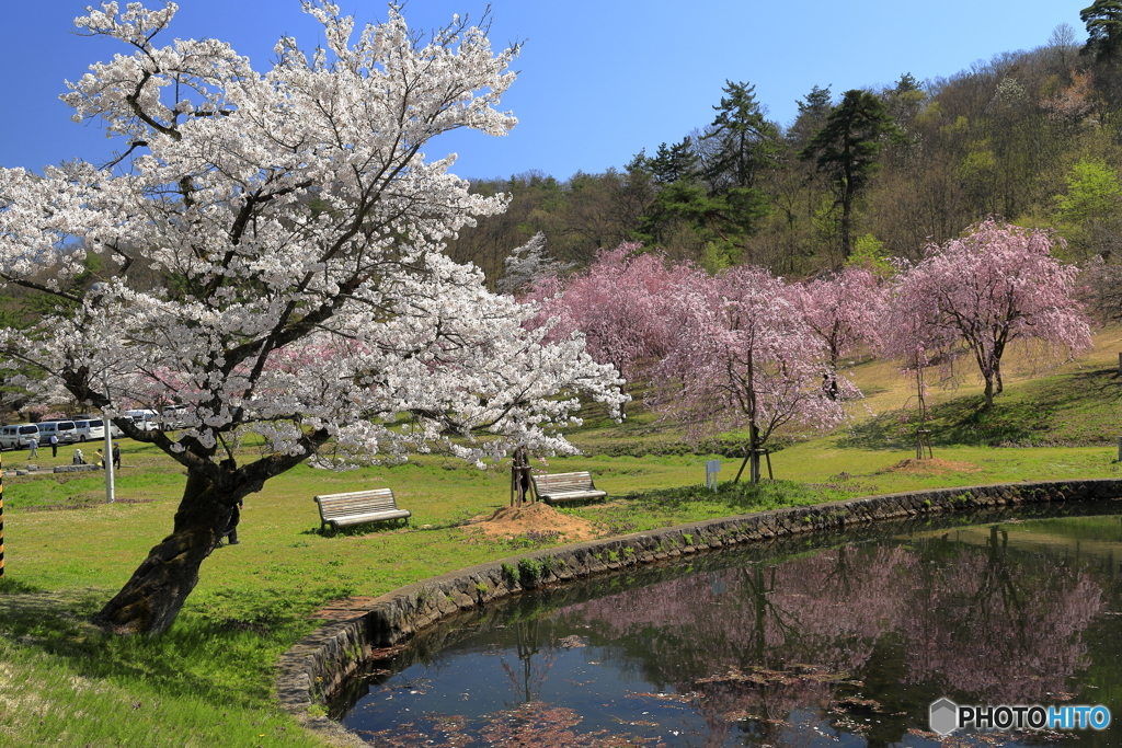 悠久山公園-2
