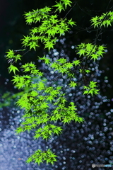 加茂山公園