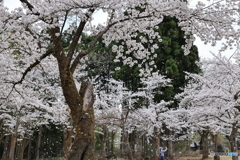 悠久山公園-1