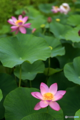 二千年蓮