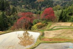 儀明の紅葉