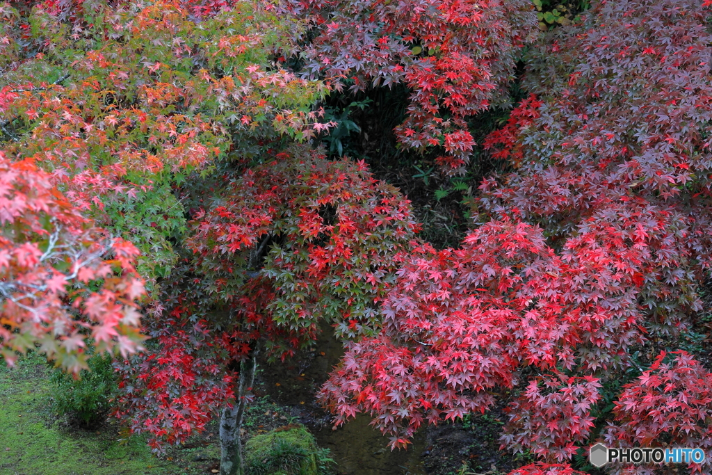 弥彦村_もみじ谷-4