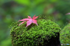 加茂山公園-4