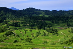 棚田