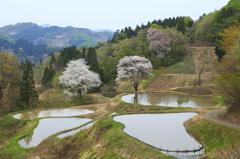 棚田のさくら-3