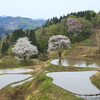 棚田のさくら-3