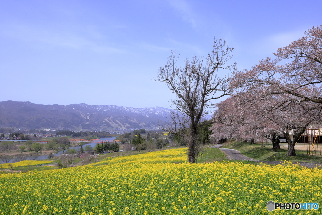 菜の花公園　20230414-1