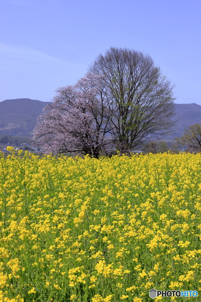 菜の花公園　20230414-2