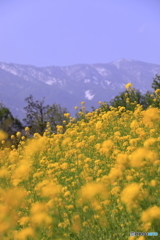 菜の花公園