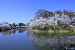 高田城址公園 20230403