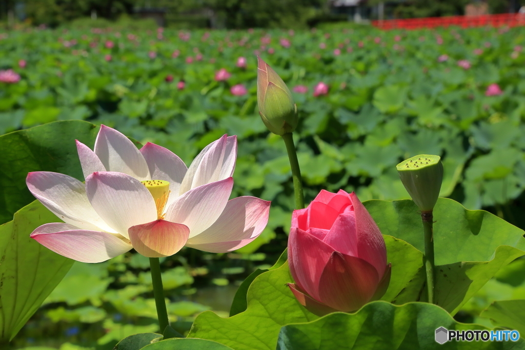 高田公園-2