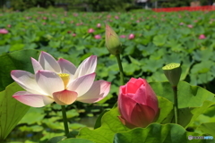 高田公園-2