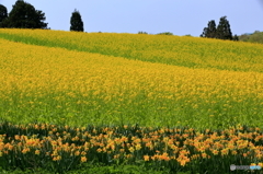 山本山