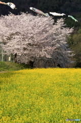 菜の花公園