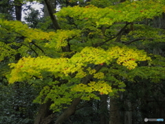 弥彦村_弥彦神社