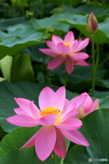 二千年蓮-3