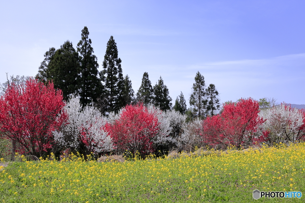 菜の花公園　20230414-3