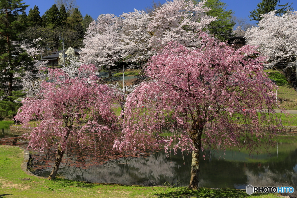 悠久山公園-4
