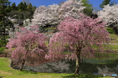 悠久山公園-4