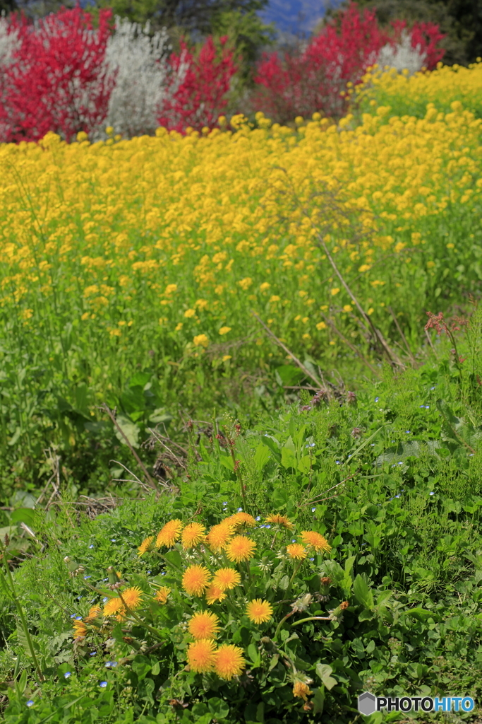 飯山市　菜の花公園