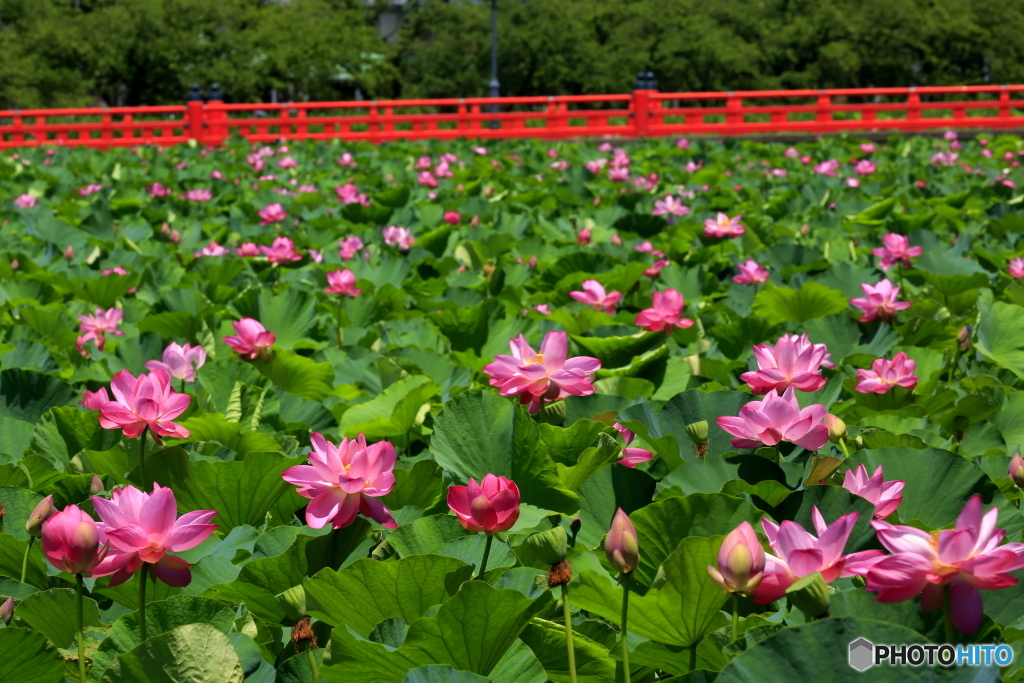 高田公園