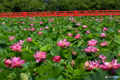 高田公園
