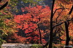 加茂山公園-3
