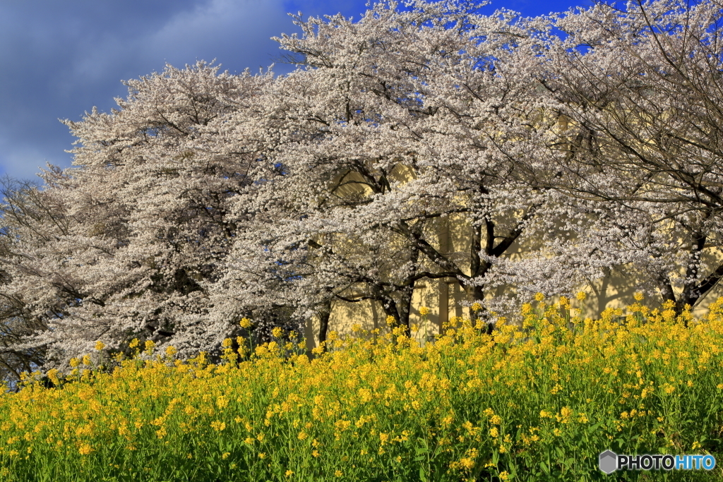 菜の花公園