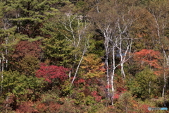 とりあえず様子を見に・・・2　志賀高原