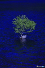 北竜湖