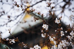 大阪城公園