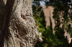 どんぐりかな？？