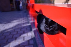 ねむ〜いニャンコ☆