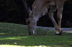 天王寺動物園　ガゼル