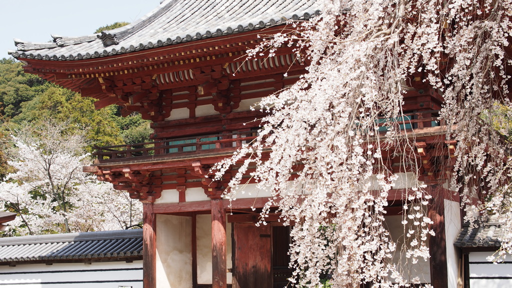 天野山金剛寺枝垂桜