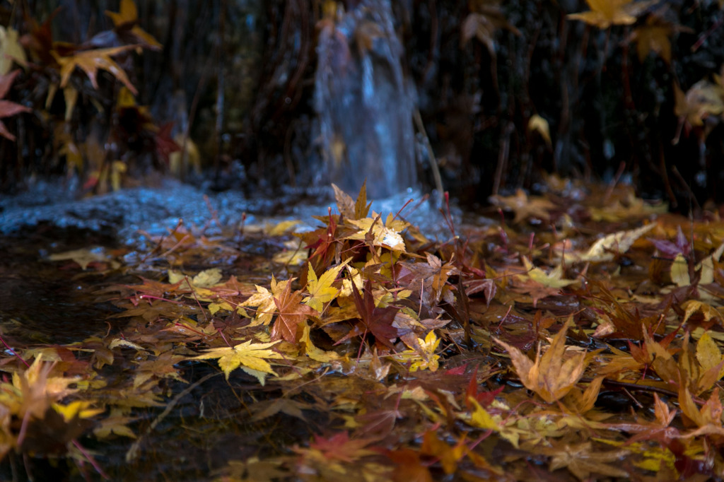 晩秋の水辺