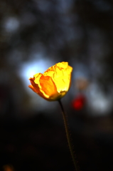 光の花